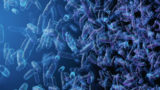  3d rendering microscopic blue bacteria.